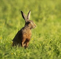 Myxomatóza zajíců se rozšířila do Olomouckého a Zlínského kraje